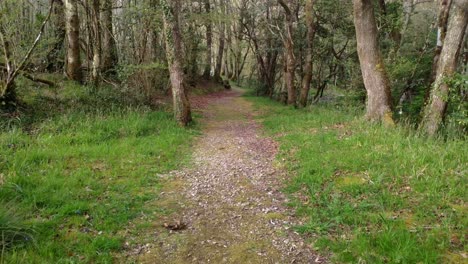 Camino-De-Tierra-Con-Hierba-Muy-Verde-En-La-Ruta-De-Senderismo-A-Lo-Largo-Del-Poderoso-Río-Sor-En-Primavera-En-Un-Día-Brillante