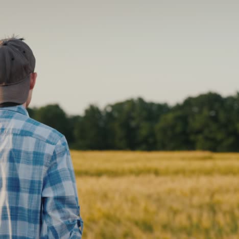 Back-View:-A-Young-Farmer-With-A-Tablet-In-His-Hand-Walks-Along-A-Wheat-Field