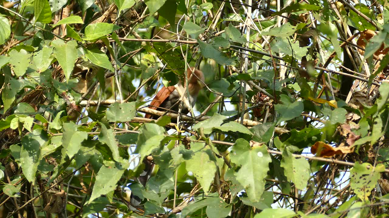 캐나다 나뭇가지에 앉아 있는 아름다운 갈색 새