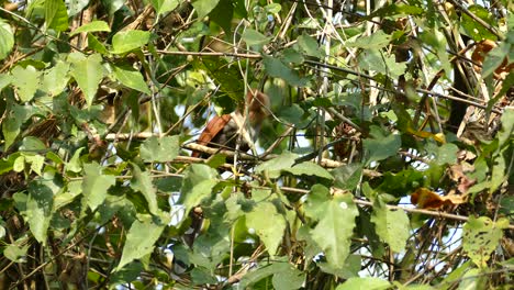 Beautiful-brown-bird-perched-on-tree-branch,-Canada