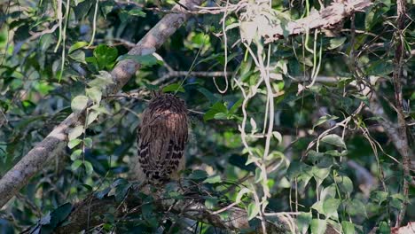 The-Buffy-Fish-Owl-is-a-big-owl-and-yet-the-smallest-among-the-four-Fish-Owls