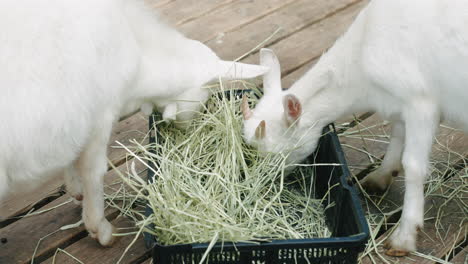 a pair of white goats eating grass from the black basket at sendai, japan