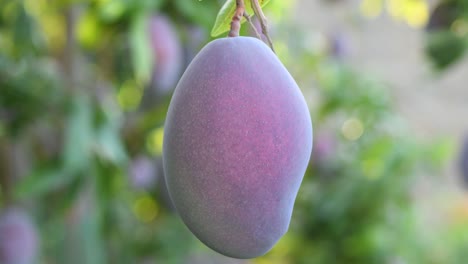 mango maduro colgado en un árbol de mango