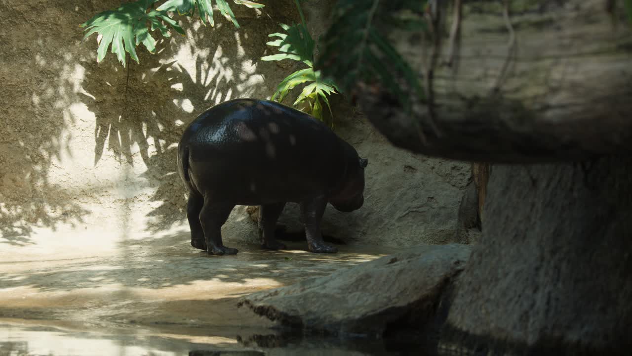 Pygmy hippopotamus walks and sniffs ground in sunlit, leafy zoo enclosure, steady camera, natural light
