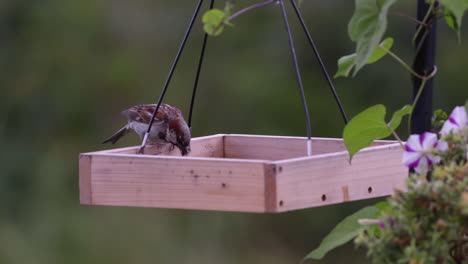 Small-bird-eating-on-a-tray-style-feeder-in-Maine