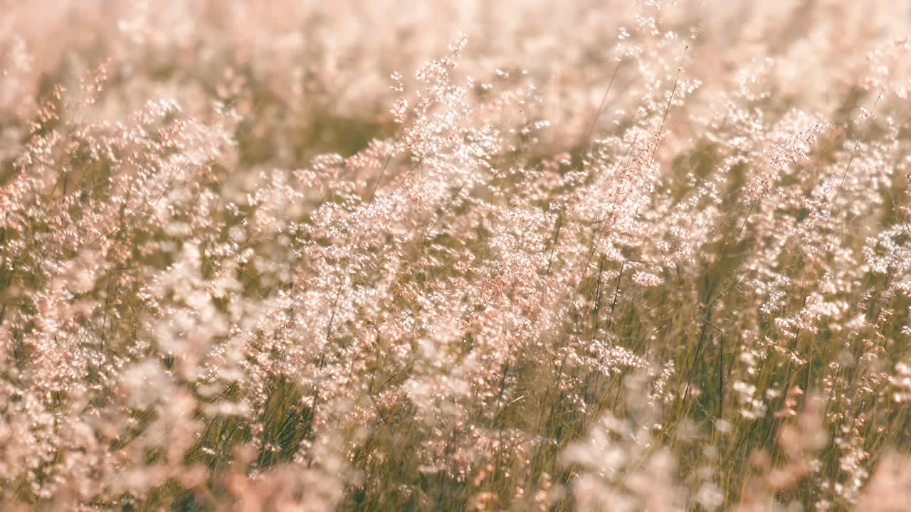 바람에 천천히 흔들리는 아름다운 풀꽃의 슬로우 모션