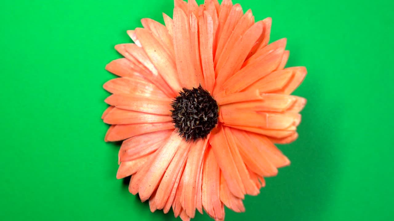 hermosa flor de margarita roja girando lentamente sobre un fondo verde giratorio.