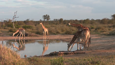 jirafas en el pozo de agua en el paisaje africano