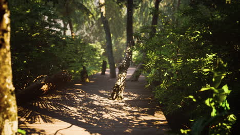 Camino-Peatonal-De-Madera-Que-Atraviesa-Un-Hermoso-Bosque-Otoñal