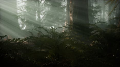 morning with fog in sequoia national park