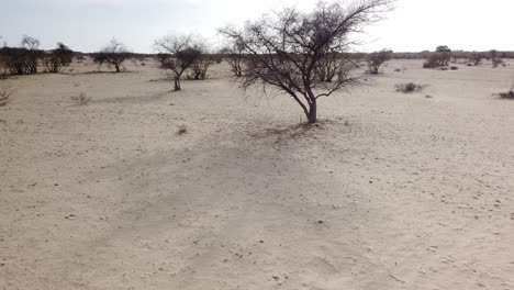 Tracking-Shot-of-Desert-Bushes-in-Thar-Desert-Near-Jaisalmer,-Rajasthan