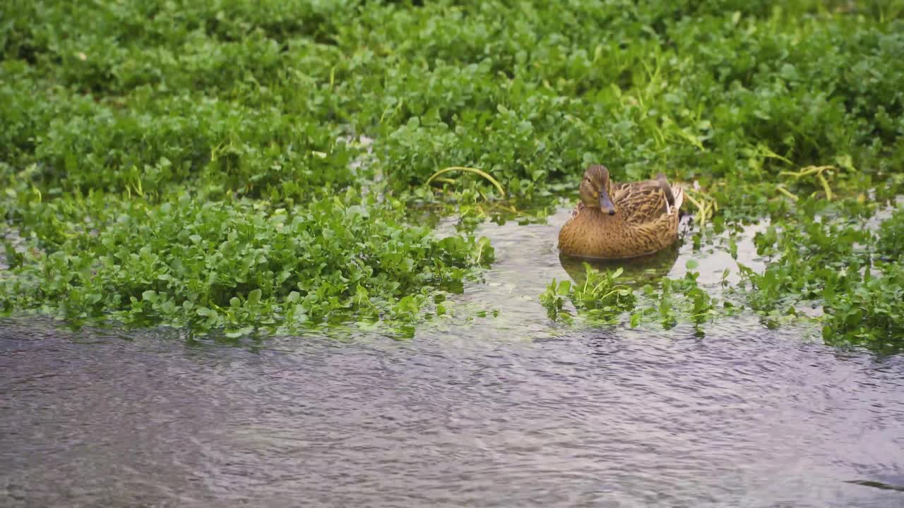 CHEDDAR, SOMERSET, REGNO UNITO, 30 dicembre 2019: Anatre che riposano tra le erbe del fiume dopo aver nuotato.