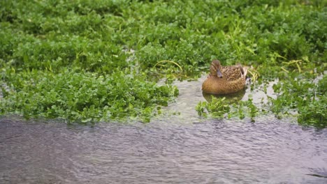 CHEDDAR,-SOMERSET,-UNITED-KINGDOM,-December-30,-2019:-Ducks-resting-in-the-river-weeds-after-some-swimming