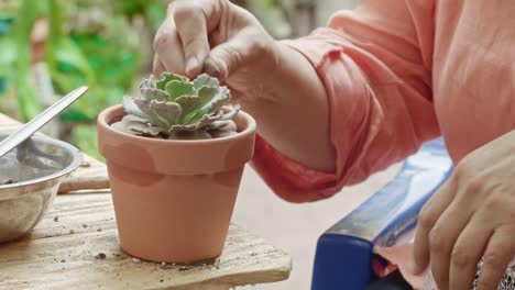 succulent plants on a garden being cared by a mature woman's hands