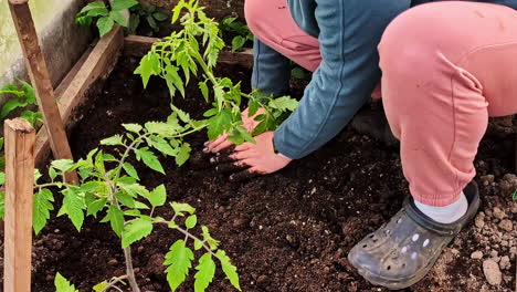 woman planting tomato seedlings by hand in soft soil of a garden bed
