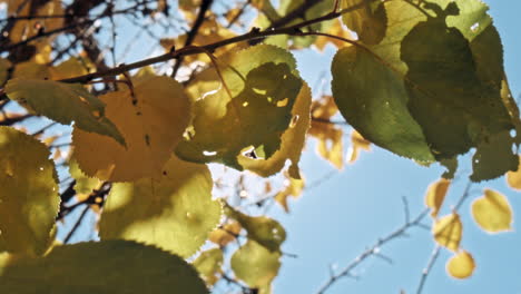 cálido paisaje de otoño en un bosque
