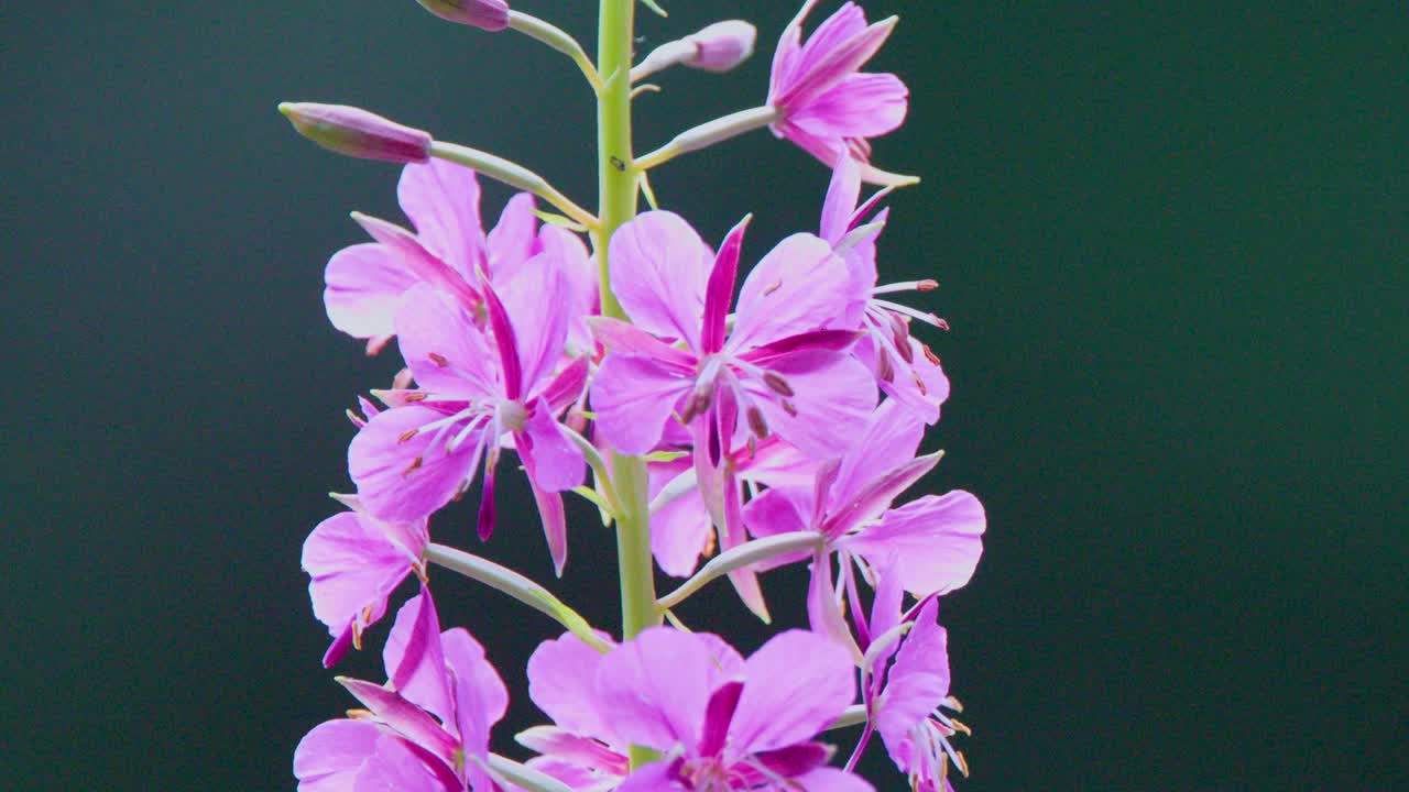 Vivid fireweed flower in sharp focus, slow vertical camera pan, soft natural daylight, blurred background