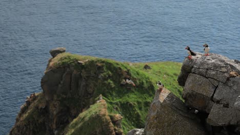 Atlantic-puffin-(Fratercula-arctica),-on-the-rock-on-the-island-of-Runde-(Norway).