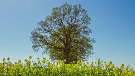 timelapse of a tree surrounded by yellow flowers in a field