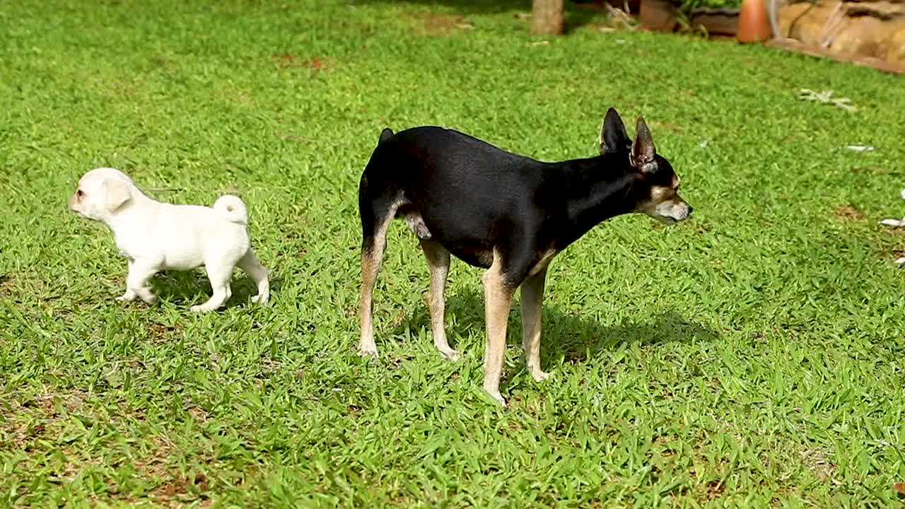Clip in slow motion of dogs, carlino puppies, running and playing