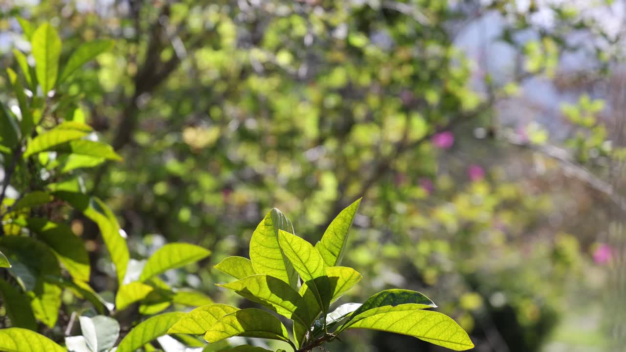 hojas verdes revoloteando en un viento suave