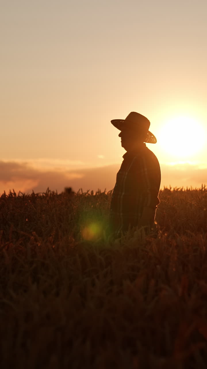 Farmer in a Wheat Field at Sunset Silhouette