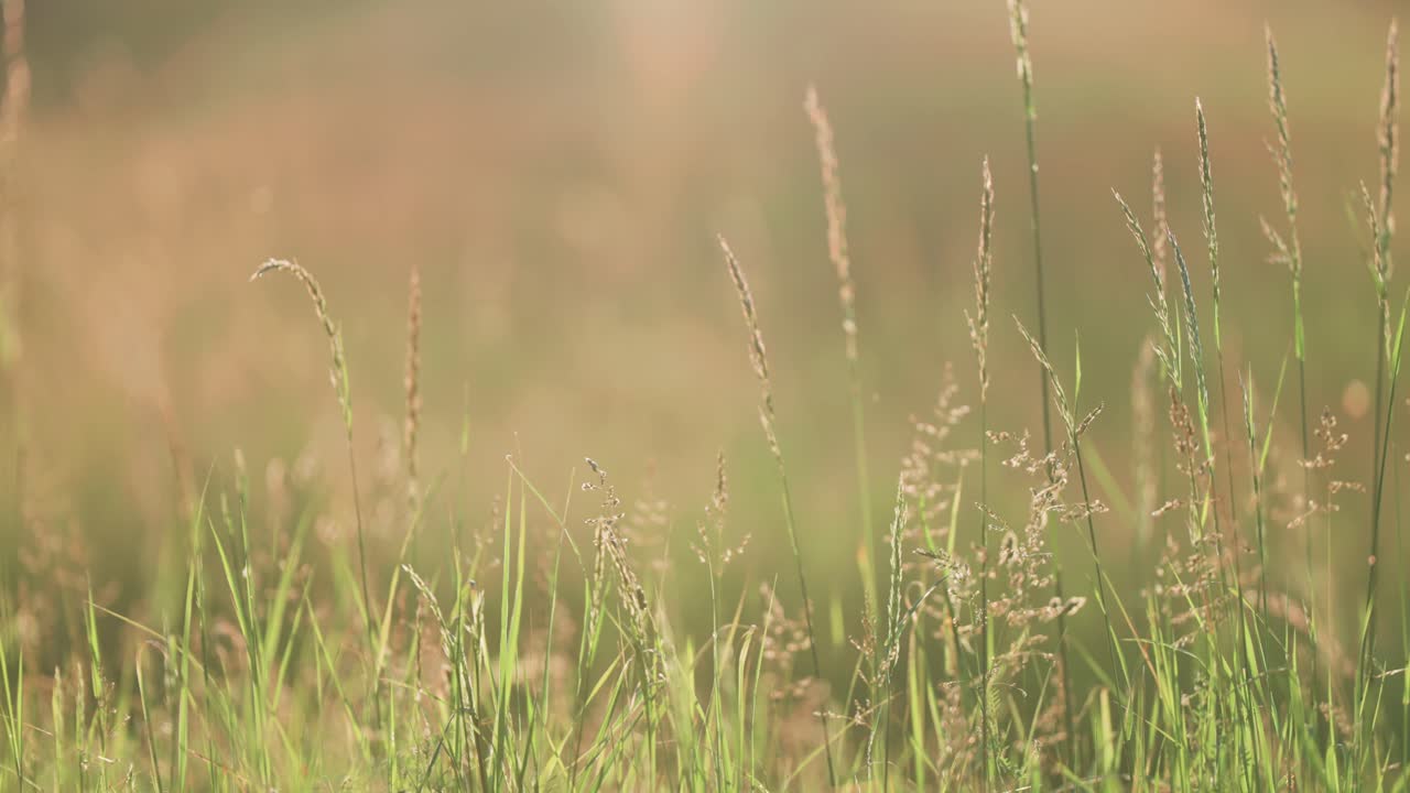 키가 크고 섬세한 풀로 가득 찬 빛으로 빛나는 초원