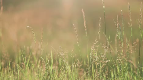 Eine-Sonnenbeschienene-Wiese-Voller-Hohem,-Zartem-Gras