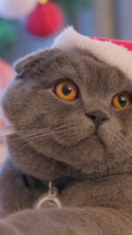 a gray purebred cat with big eyes sits in a santa hat on a christmas background a gray purebred cat with big eyes sits in a santa hat on a christmas background new years mood funny pets