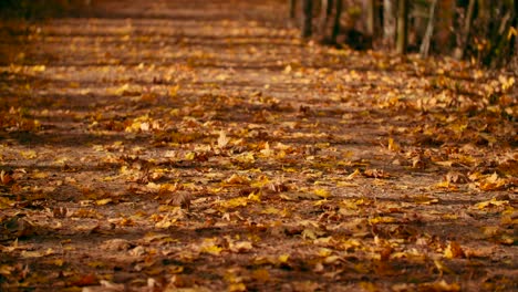 Tiro-De-ángulo-Bajo-De-Un-Camino-Cubierto-Con-Hojas-De-Otoño-Imagen-Superpuesta-De-Camino-De-Tierra-Sendero-Forestal-Arbolado