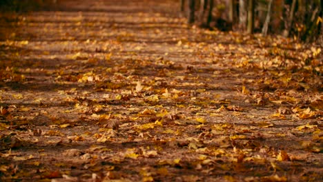 tiro de ángulo bajo de un camino cubierto con hojas de otoño imagen superpuesta de camino de tierra sendero forestal arbolado