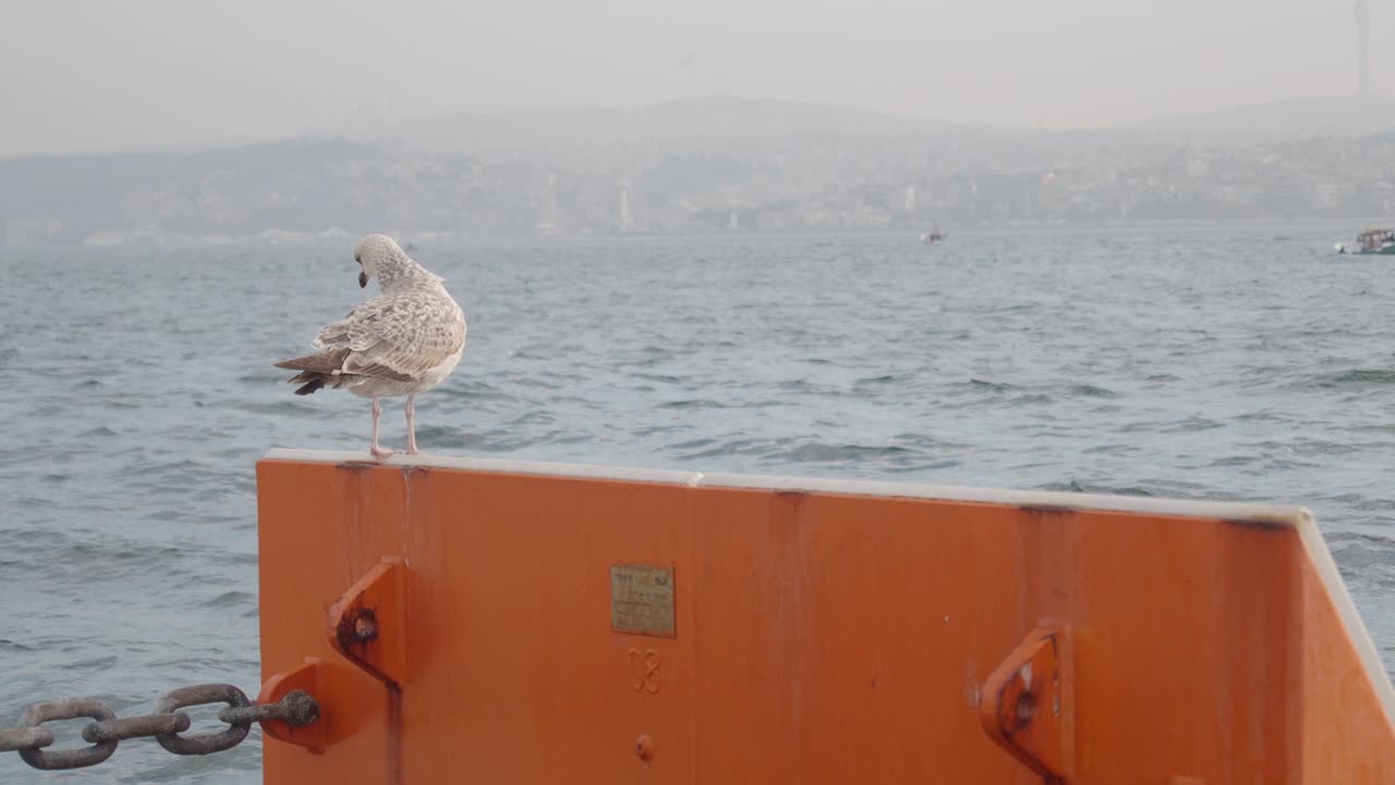 la gaviota en un muelle