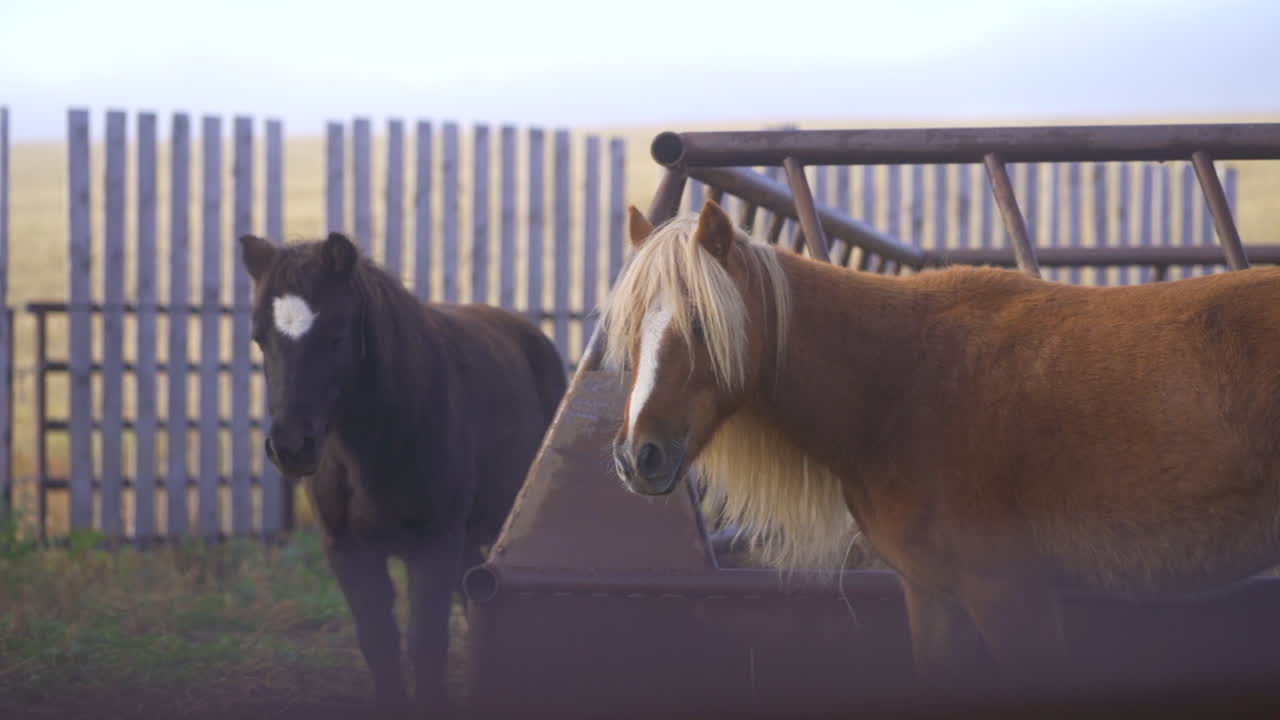 120 fps slowed to 24p_Ponies