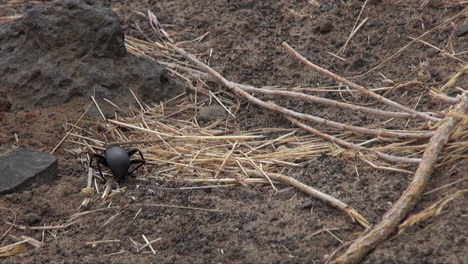 Beetle-in-straw-near-ant-hill-is-attacked-by-red-ant-and-runs-away