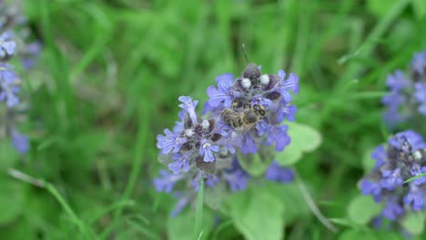 honey bee moving on purple flowers of the creeping bugle, slow motion