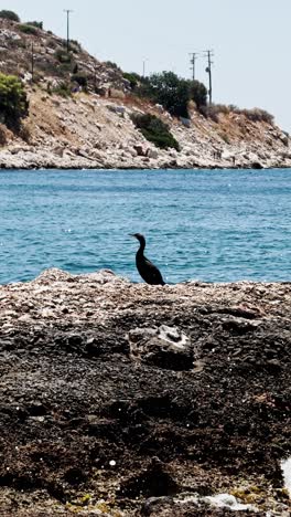 cormorant bird standing on rocky beach by blue sea