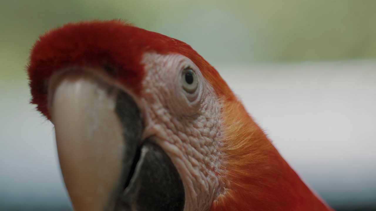 primer plano de la cabeza de una guacamaya roja que muestra su rostro en detalle con un telón de fondo borroso