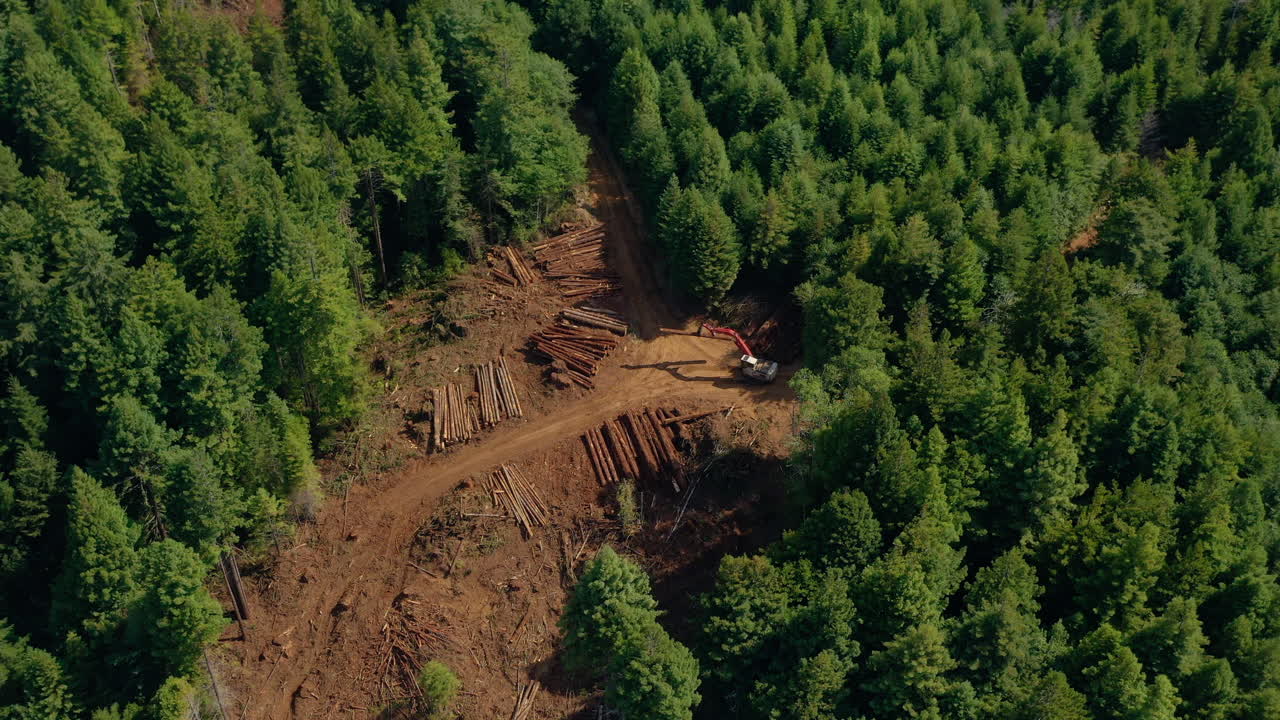 Redwood forest clearcutting tree harvesting Aerial shots hover