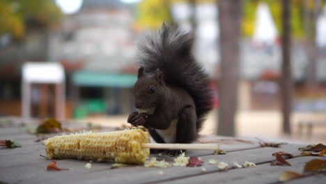 close up shot of squirrel eating his food at the forest