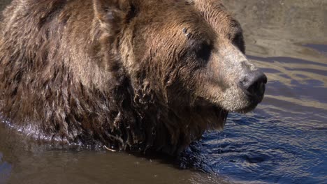 oso pardo en un pozo de agua rascándose la cara con picazón con su garra