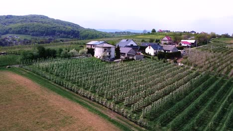 Luftaufnahme-Eines-Riesigen-Blühenden-Apfelbaumgartens