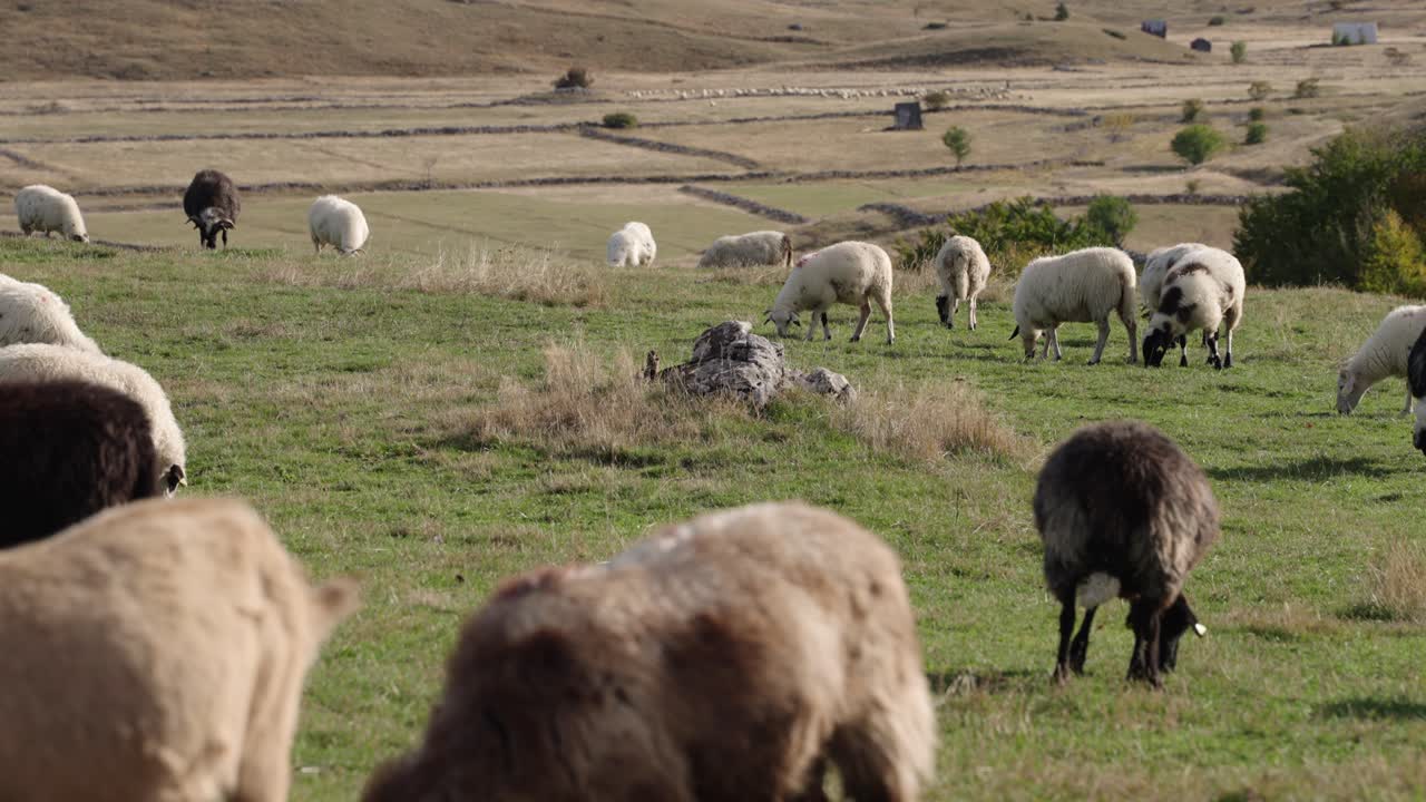 Ampia veduta statica di un gregge di pecore al pascolo sull'erba in Montenegro