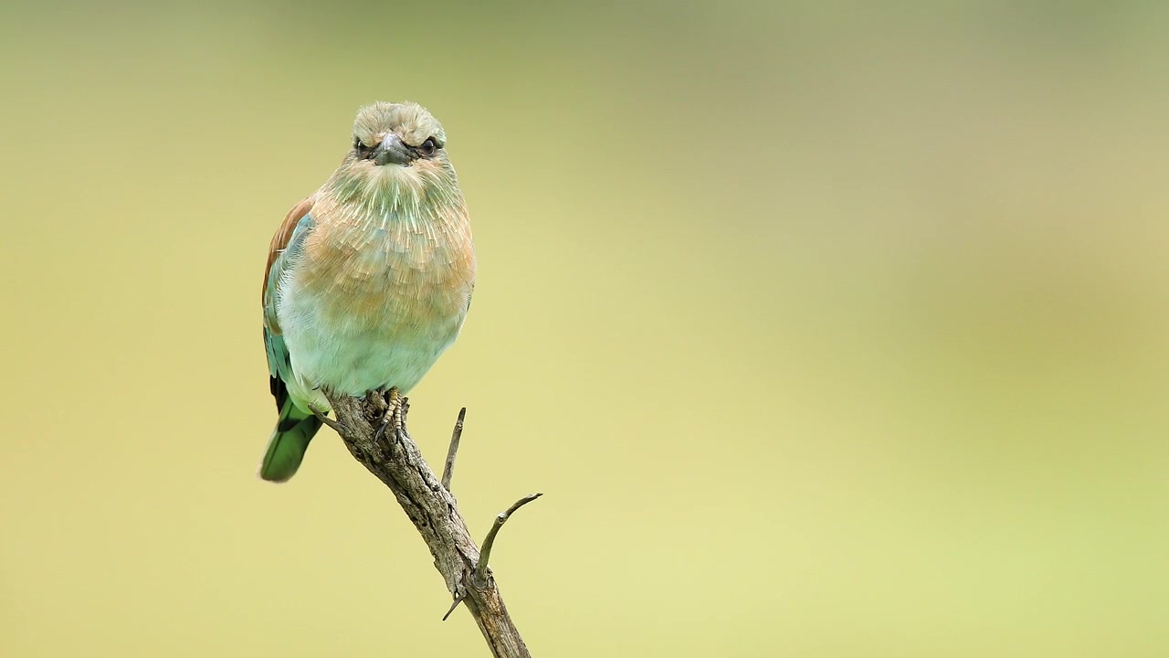 Colourful European Roller bird perches on tree branch with green bokeh