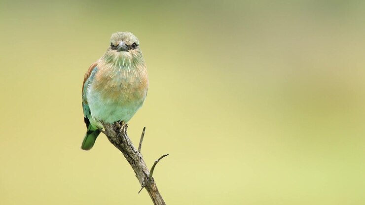 Colourful European Roller bird perches on tree branch with green bokeh