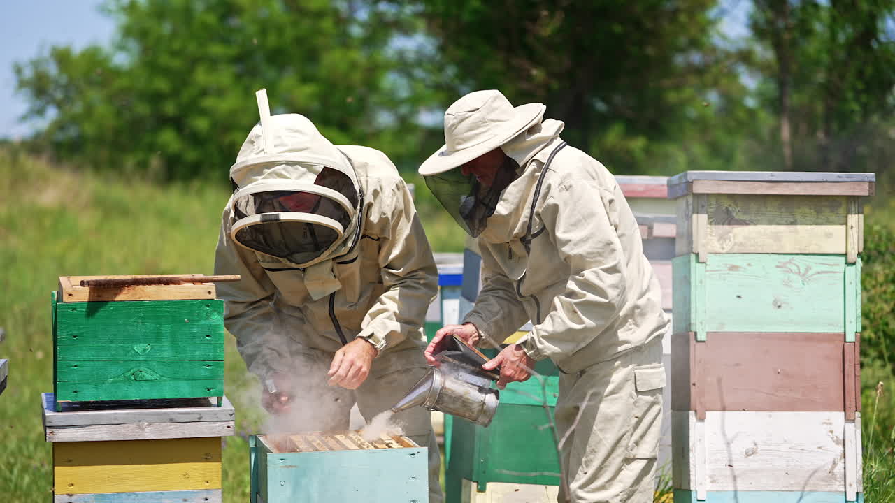 A pair of beekeepers in protective clothes and hats working at apiary on sunny summer day. One man sprays bees with smoke and other one pulls a frame out of hive.