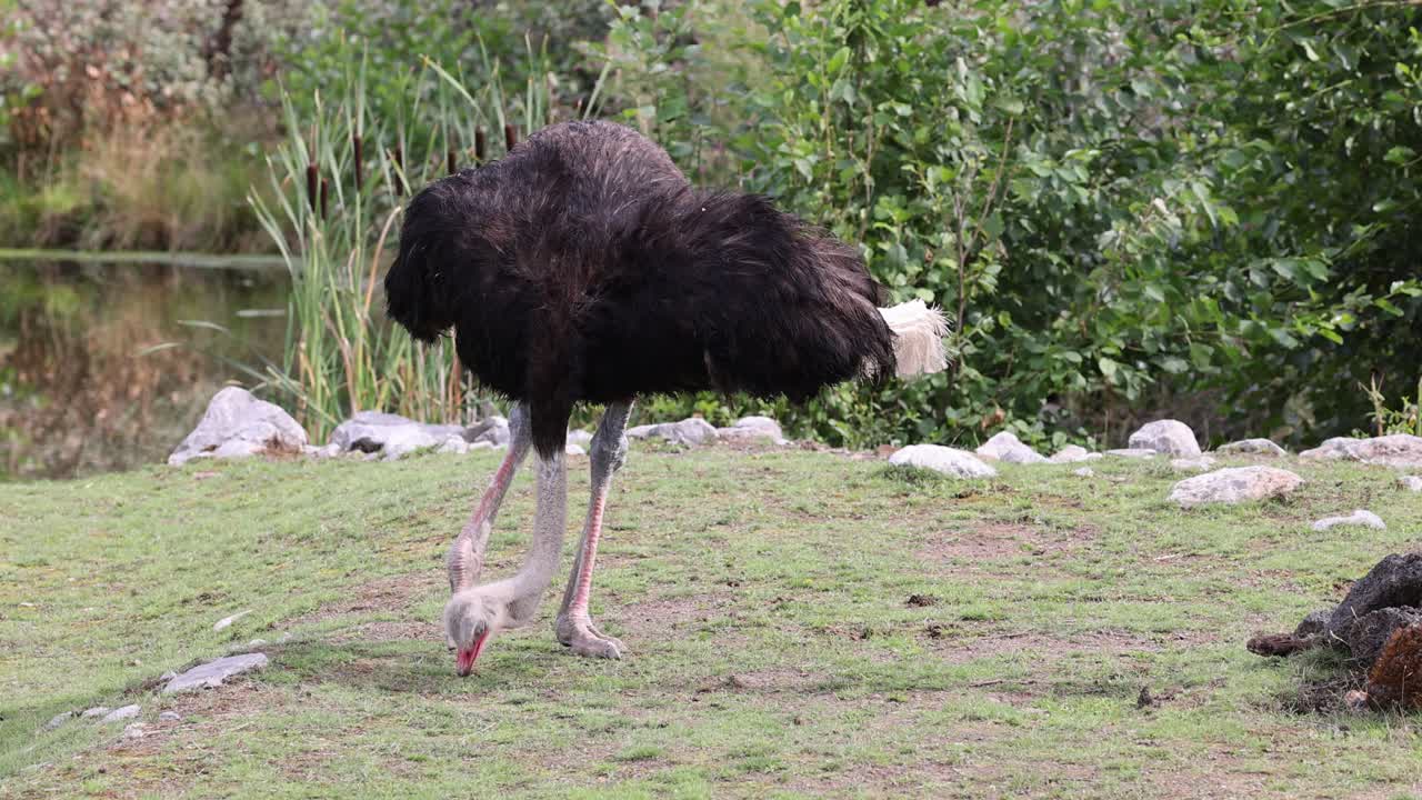 Slow motion di Struthio Camelus Australis che becca cibo dal terreno erboso vicino al lago, primo piano.