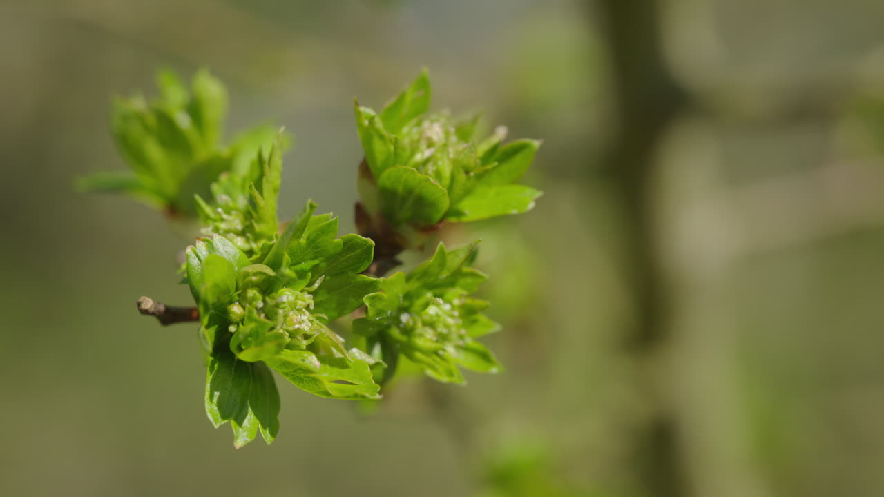 Small new green leaves swaying in the warm spring sun, captured in 120fps slow-motion