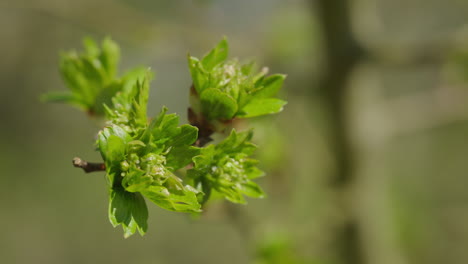 small new green leaves swaying in the warm spring sun, captured in 120fps slow-motion