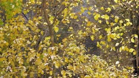 A-slow-motion-of-colorful-leaves-falling-from-the-bright-yellow-tree-crowns