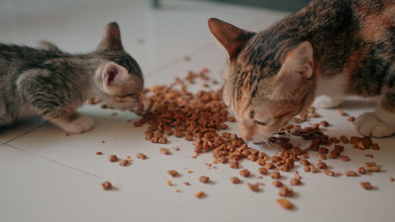 Zwei Kätzchen und eine Katze fressen Katzenfutter auf dem Boden